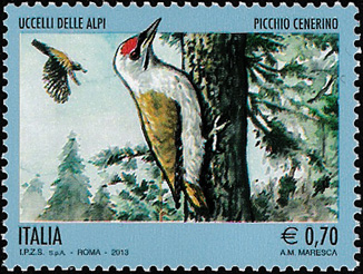 Fauna - Uccelli delle Alpi - Picchio cinerino