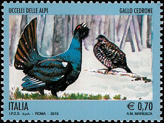 Fauna - Uccelli delle Alpi - Gallo cedrone