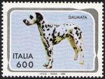 Animali domestici - Cani - Dalmata