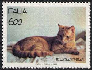 Animali domestici - Gatti - razza europea